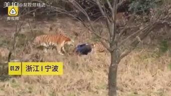 动物女巫内陆爆料视频,内陆爆料视频大揭秘 第3张 动物女巫内陆爆料视频,内陆爆料视频大揭秘 第3张